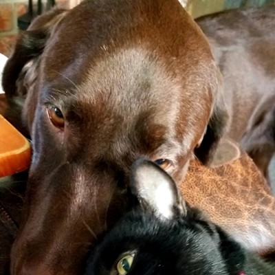 Schatzi, our 20 month old chocolate lab, and Tux our 9 year old tuxedo cat are best friends!