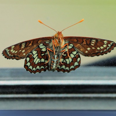 Just another bug on the windshield