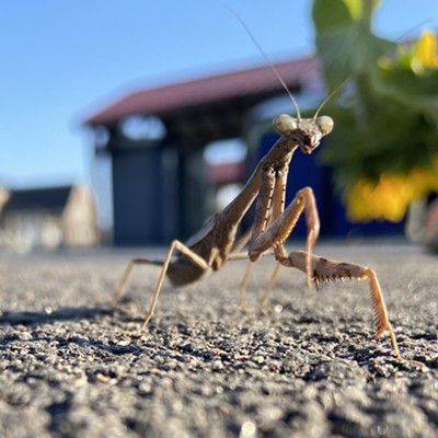 This praying mantis was spotted at a pumpkin patch/haunted hayride in Pikeville, NC. The photo was taken by Grayson Rowles, son of former Lewiston resident Jayd (Presnell-Keating) Rowles and is the grandson of Charlette and Richard Kremer of Lewiston. Funds raised from the event support survivors of Hurricane Helene in western North Carolina.